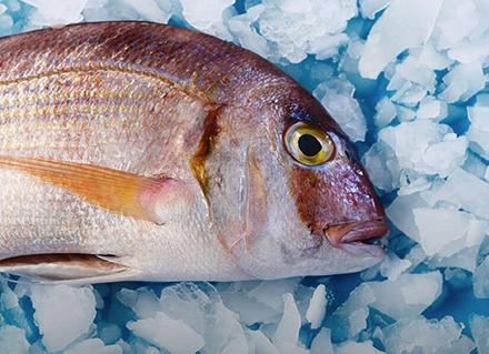 Transformation et conservation des fruits de mer